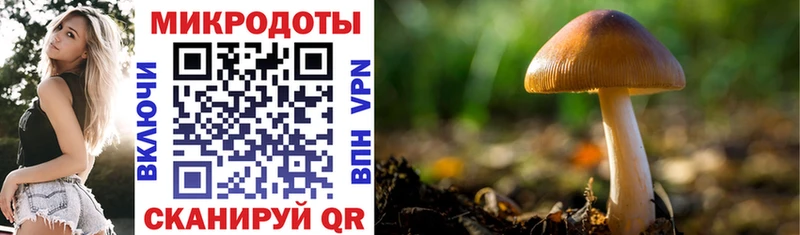 Галлюциногенные грибы Psilocybine cubensis  купить наркоту  omg   Карпинск 